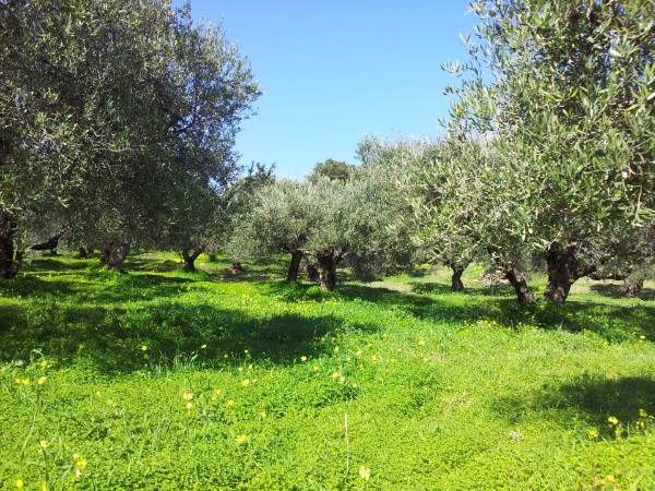 © by Ch. Philipp - Pan-Appartments und Studios, Ferienwohnungen auf Kreta