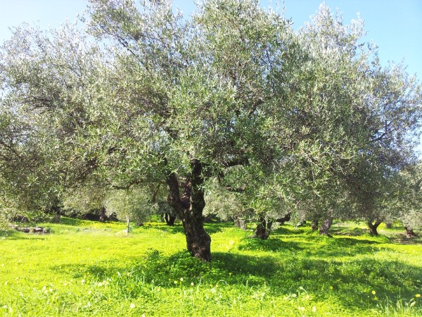 © by Ch. Philipp - Pan-Appartments und Studios, Ferienwohnungen auf Kreta